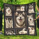 alaskan malamute jfj quilt ki d2389654
