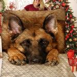 german shepherd quilt ijc d2387562