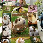 guinea pig make me smile jv quilt derqbp d2388755