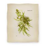 blanket50fl whi z1 t cannabis botanical illustration